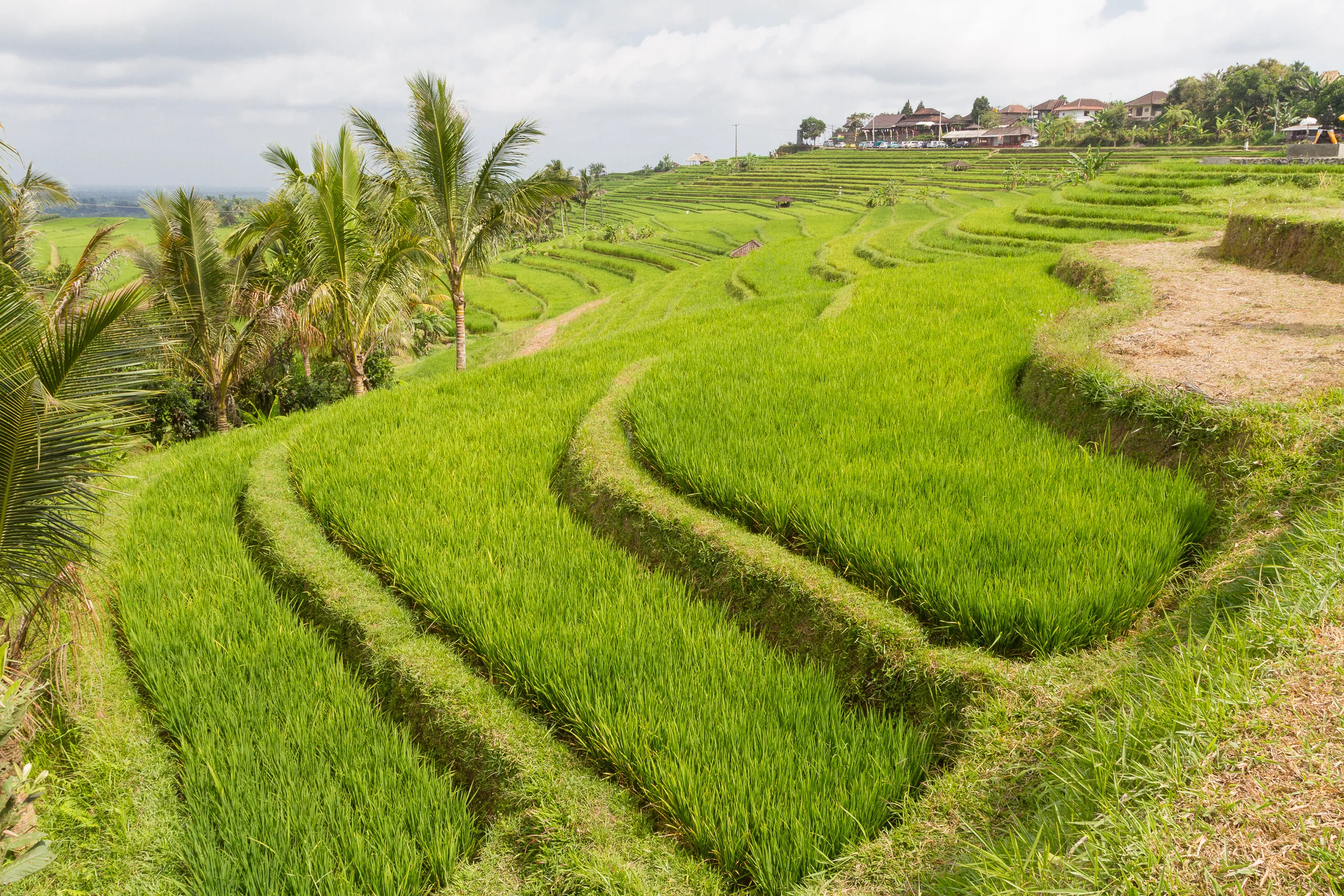 Jatuliwiyah Rice Terraces