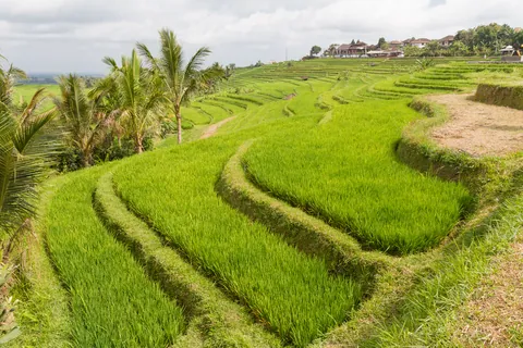 Jatuliwiyah Rice Terraces