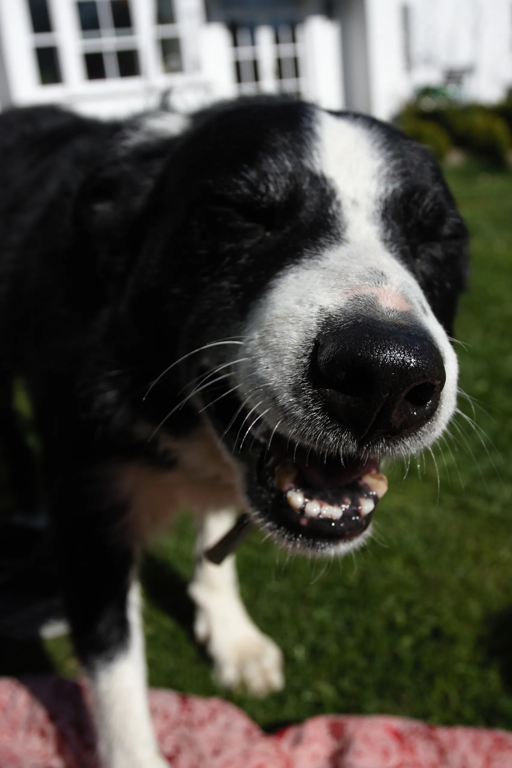 Mad Anglesey Sheep Dog