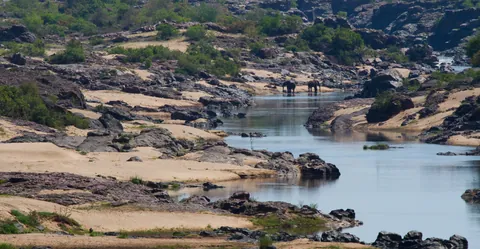 Kruger Landscape with Elephants