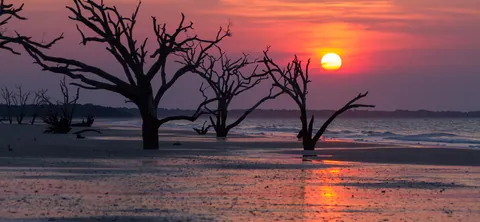 Botany Bay's Ghost Oaks at Sunrise