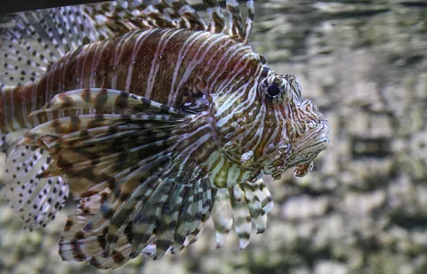 Red Lionfish, Georgia Aquarium