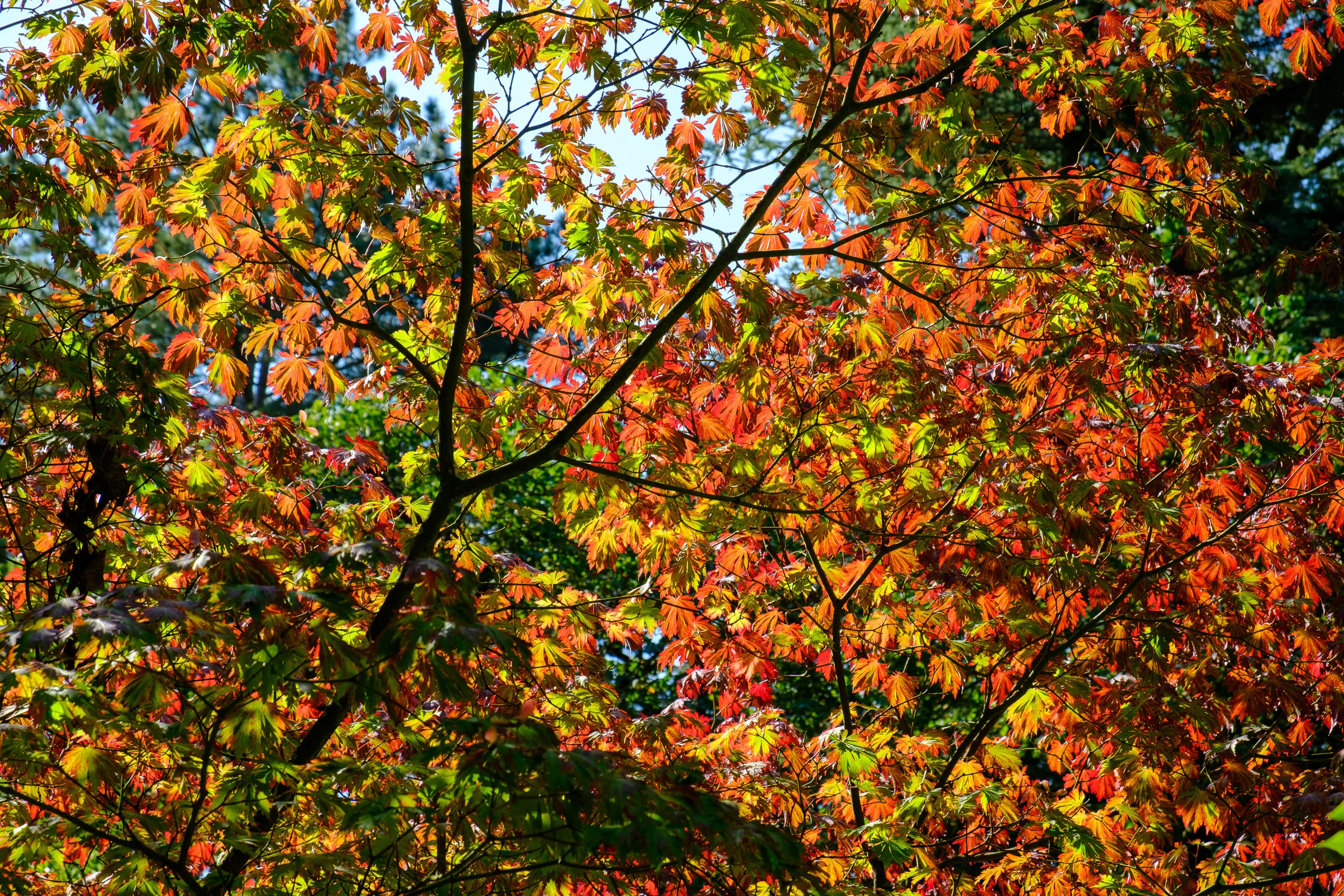 Waddesdon Manor- Autumn Colours