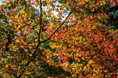 Waddesdon Manor- Autumn Colours