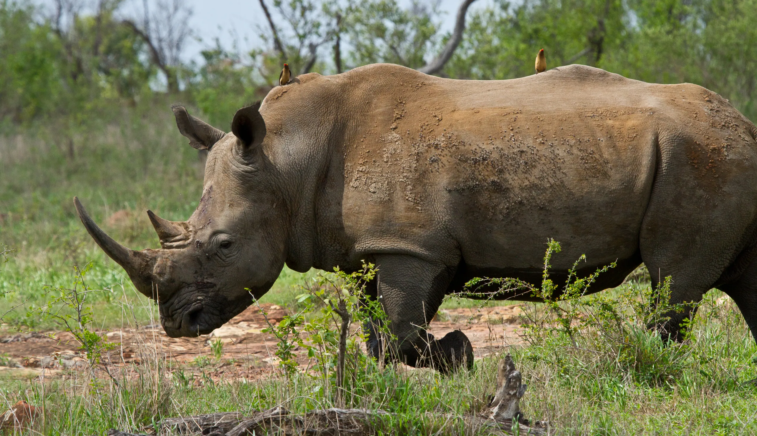 White Rhino and Tick Birds