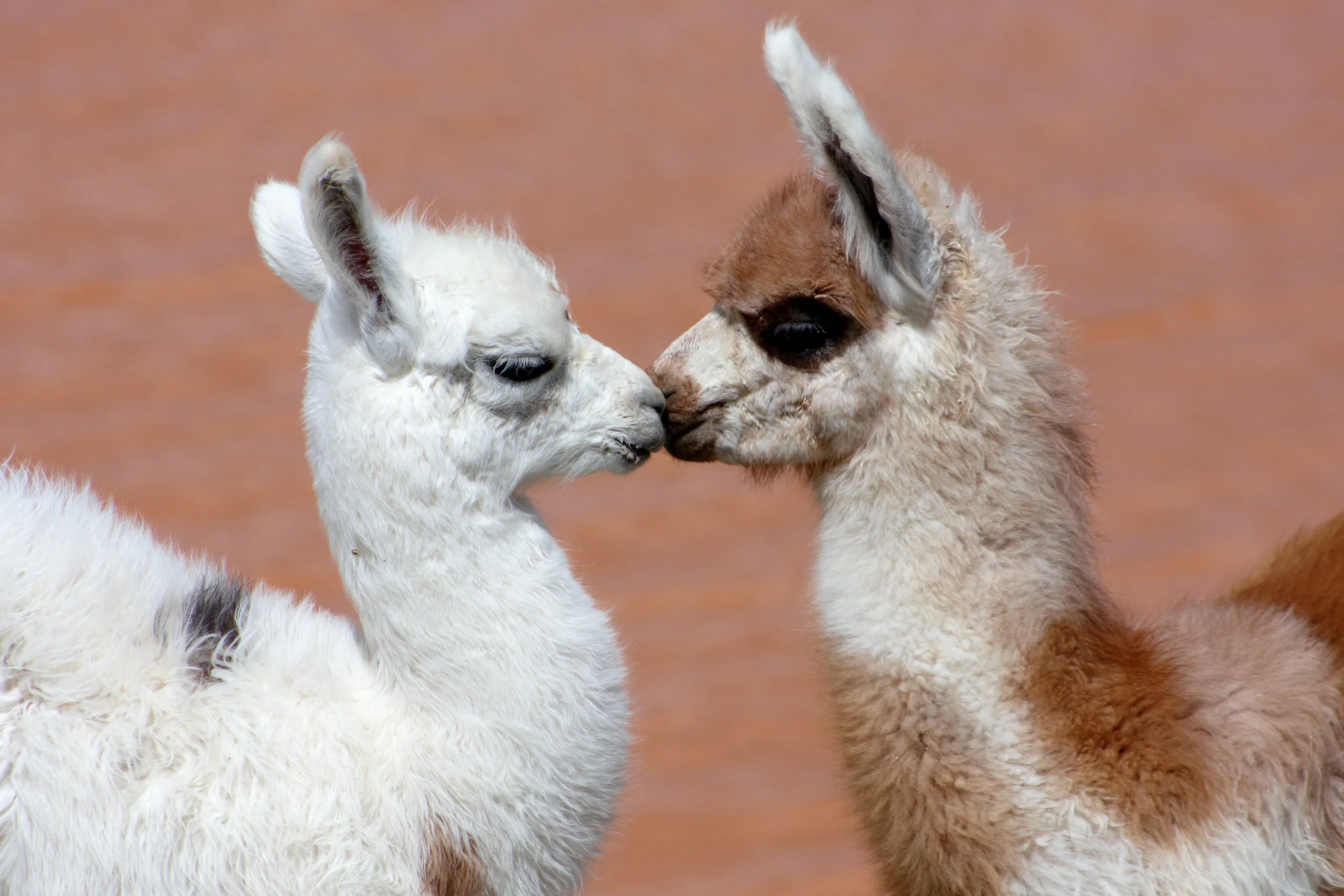 Llama love