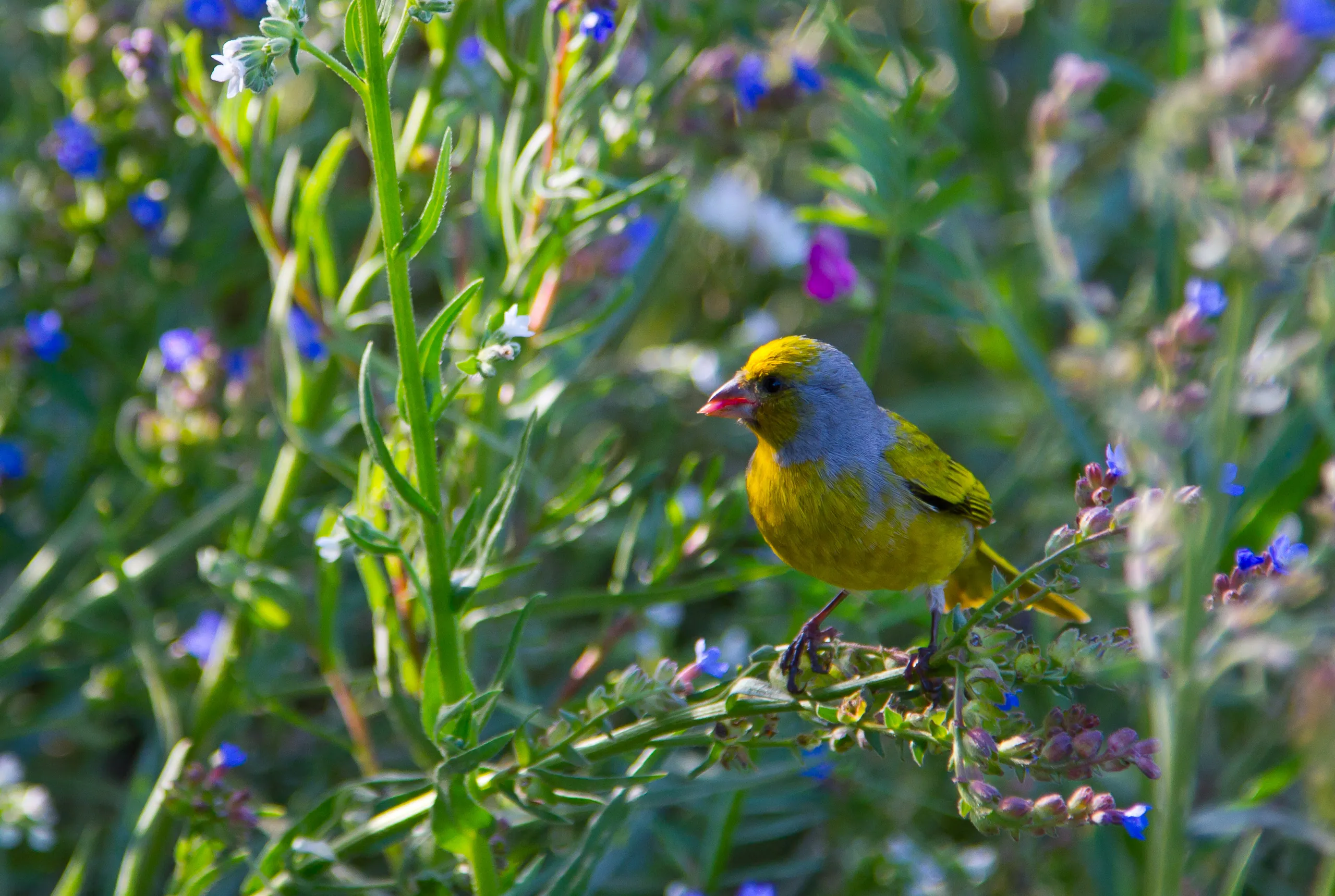 Cape Canary (Serinus canicollis) - Kirstenbosch Gardens, Cape Town, South Africa