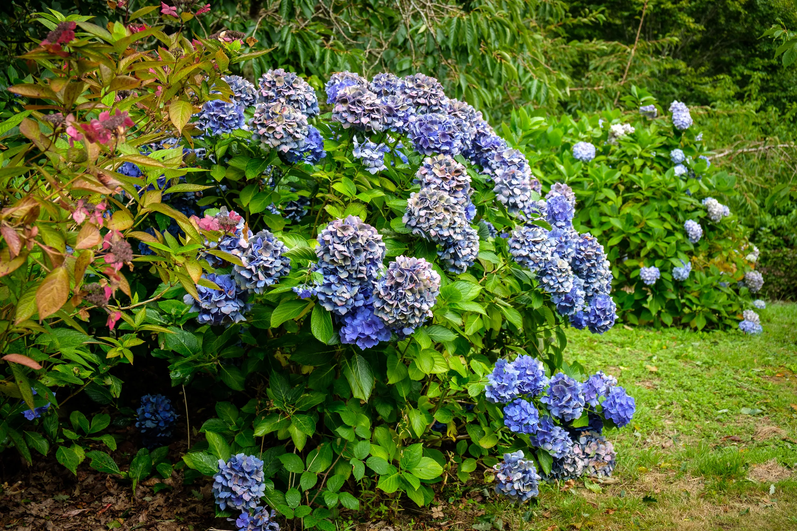 Hydrangeas, Trelissick Gardens