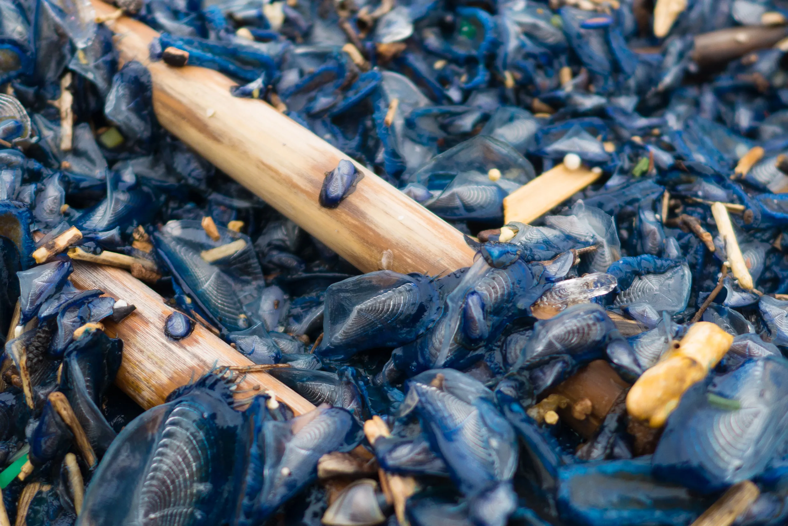 Beached Velella, St Raphael