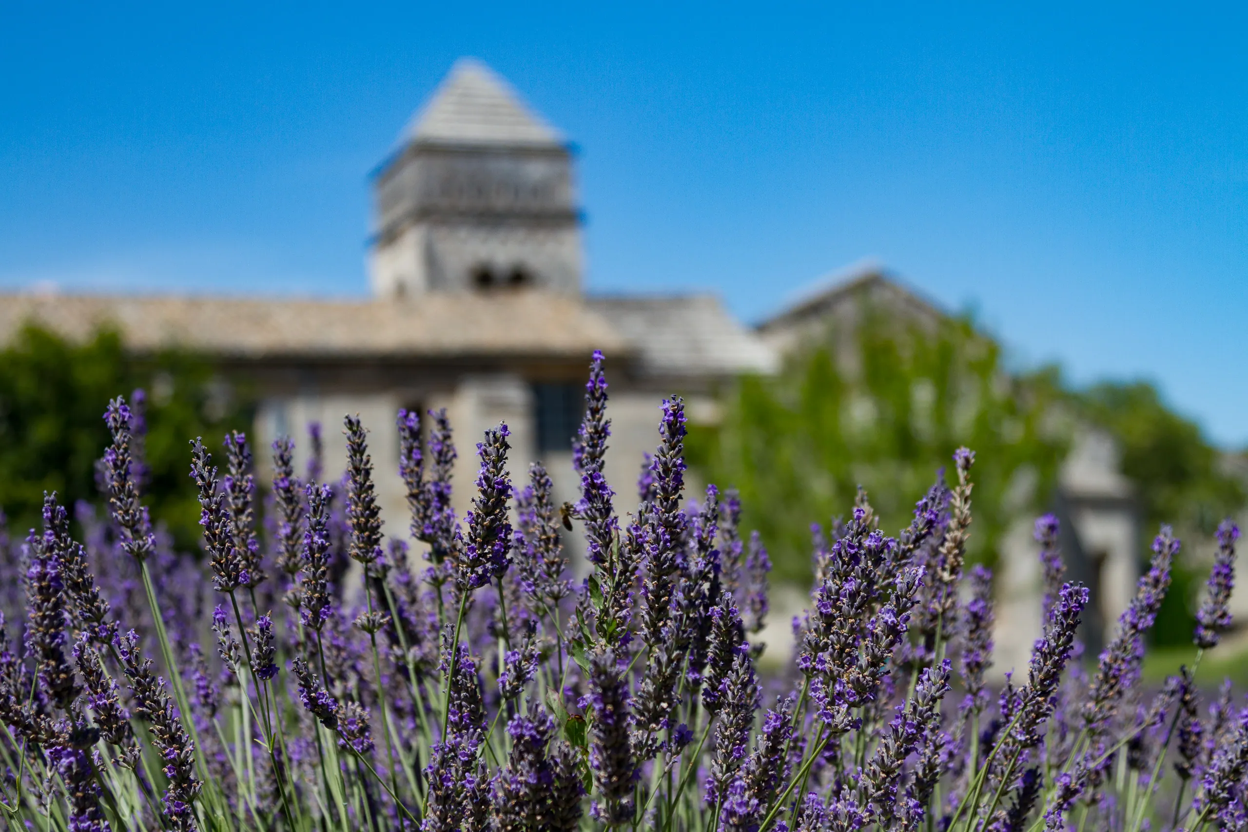 St Paul Monastery and Lavender,  St-Remy-de-Provence