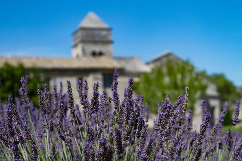 St Paul Monastery and Lavender,  St-Remy-de-Provence