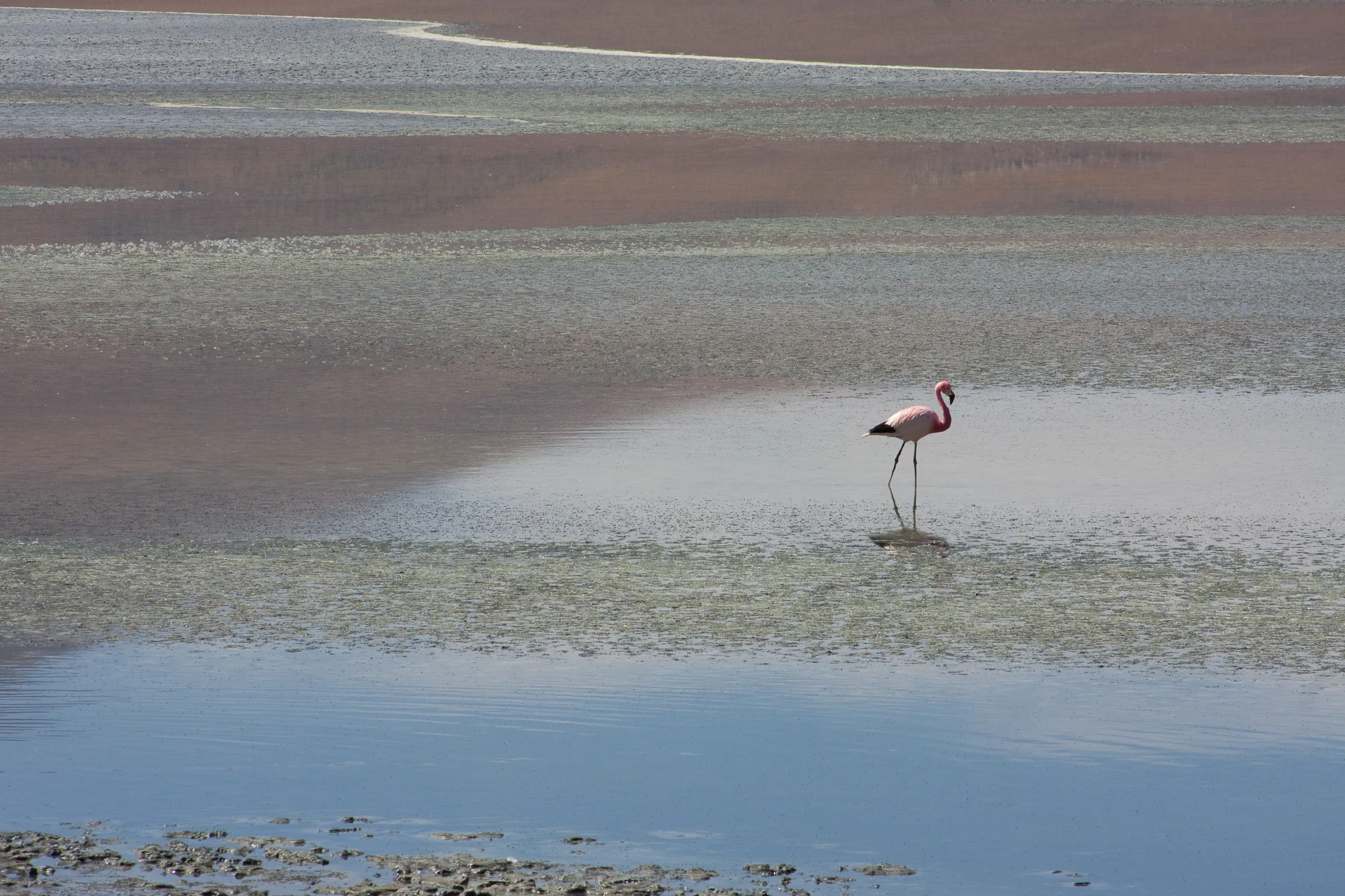 Lone Flamingo