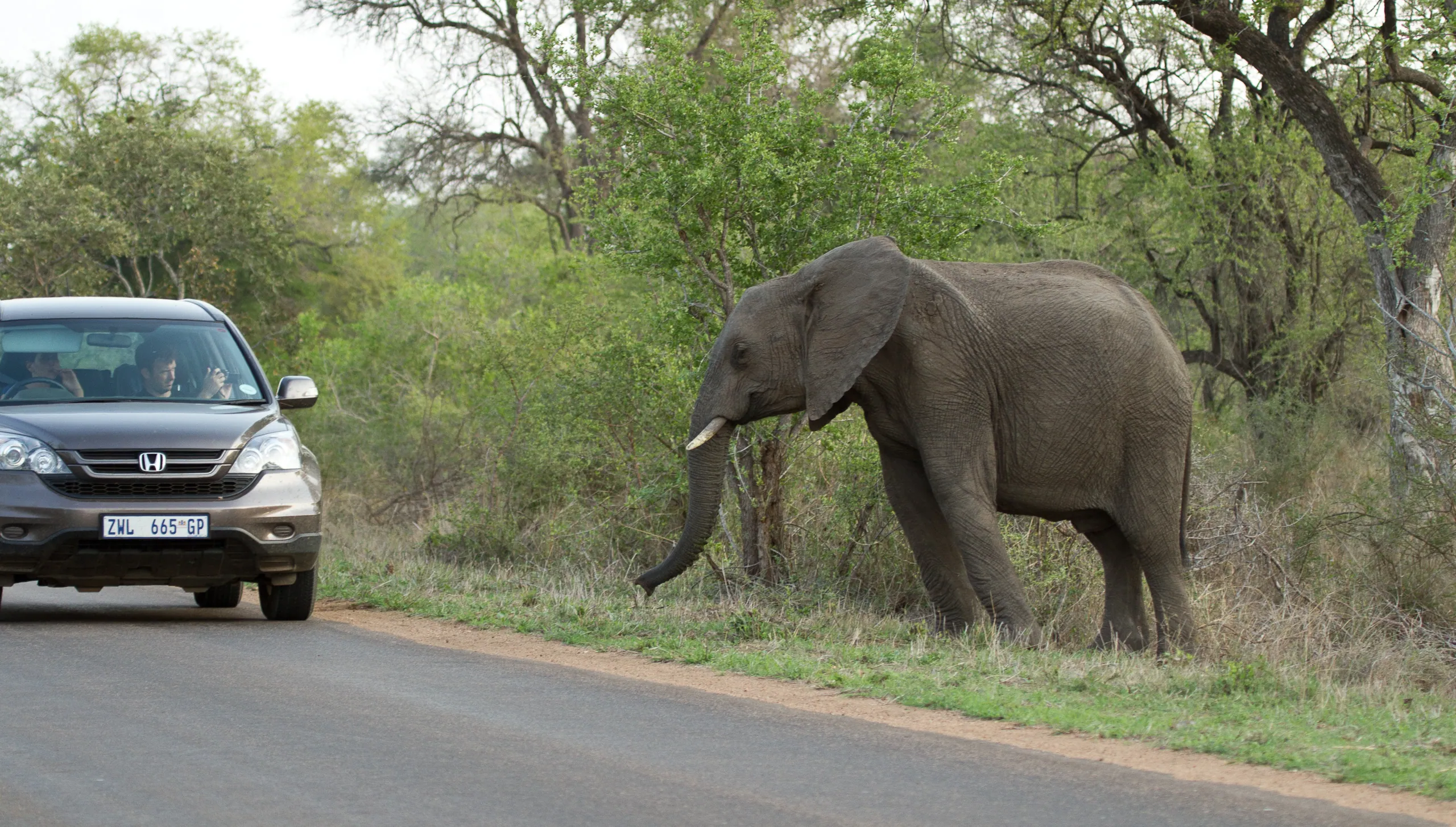 African Elephant and Car