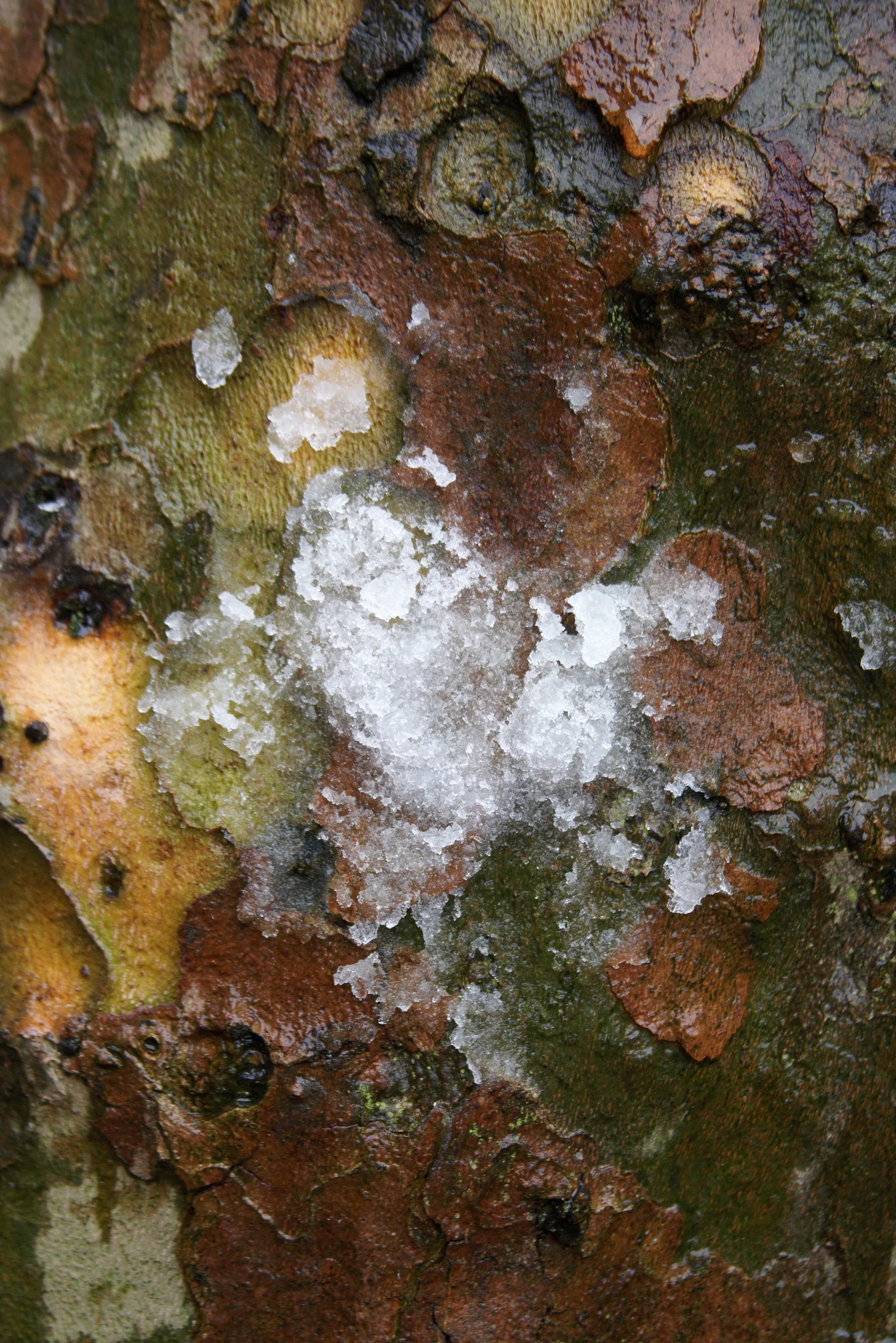 Plane Tree Bark with Snow Melting