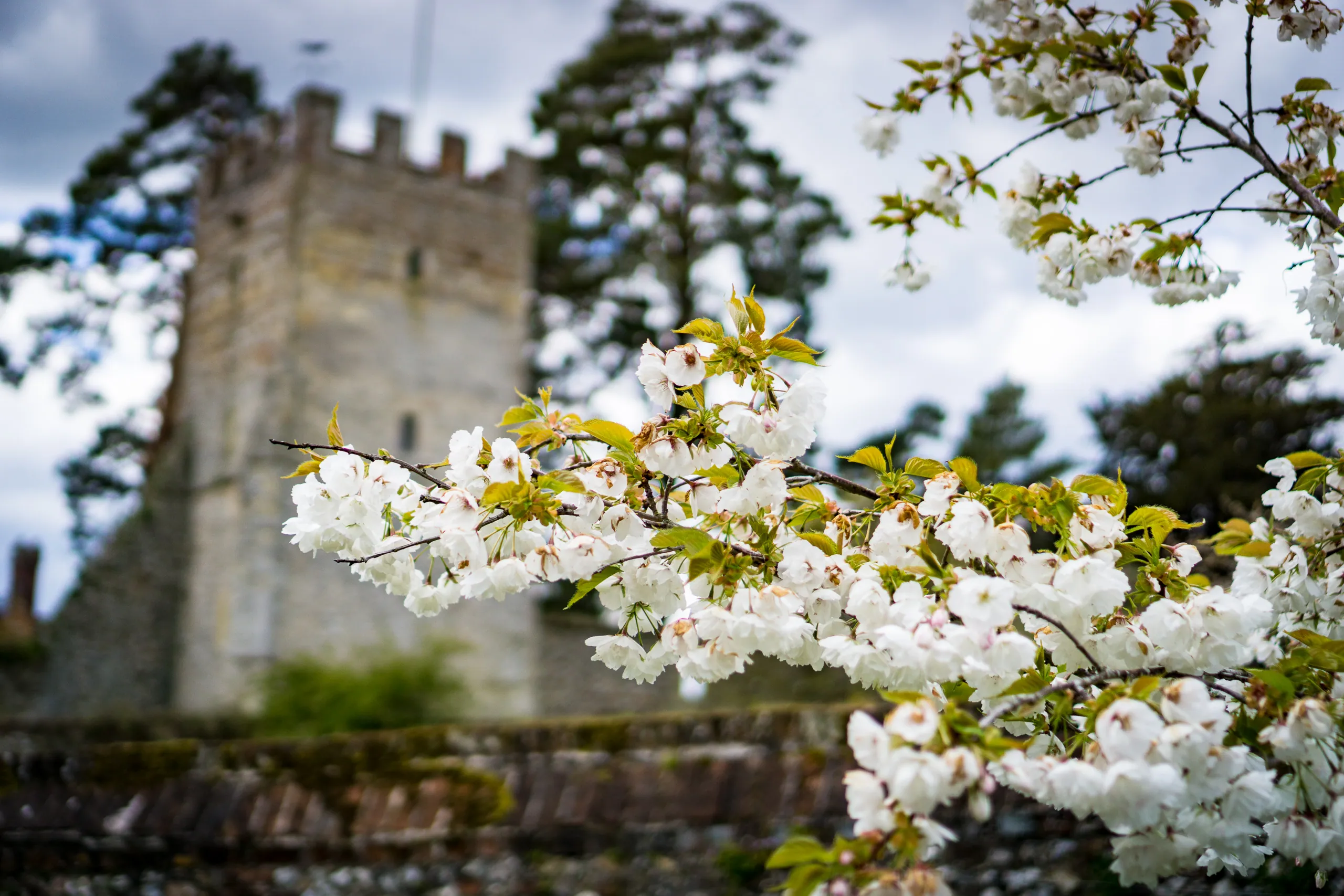 Spring Bloom, Grey's Court