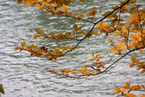 Autumn Colours in the Englischer Garten