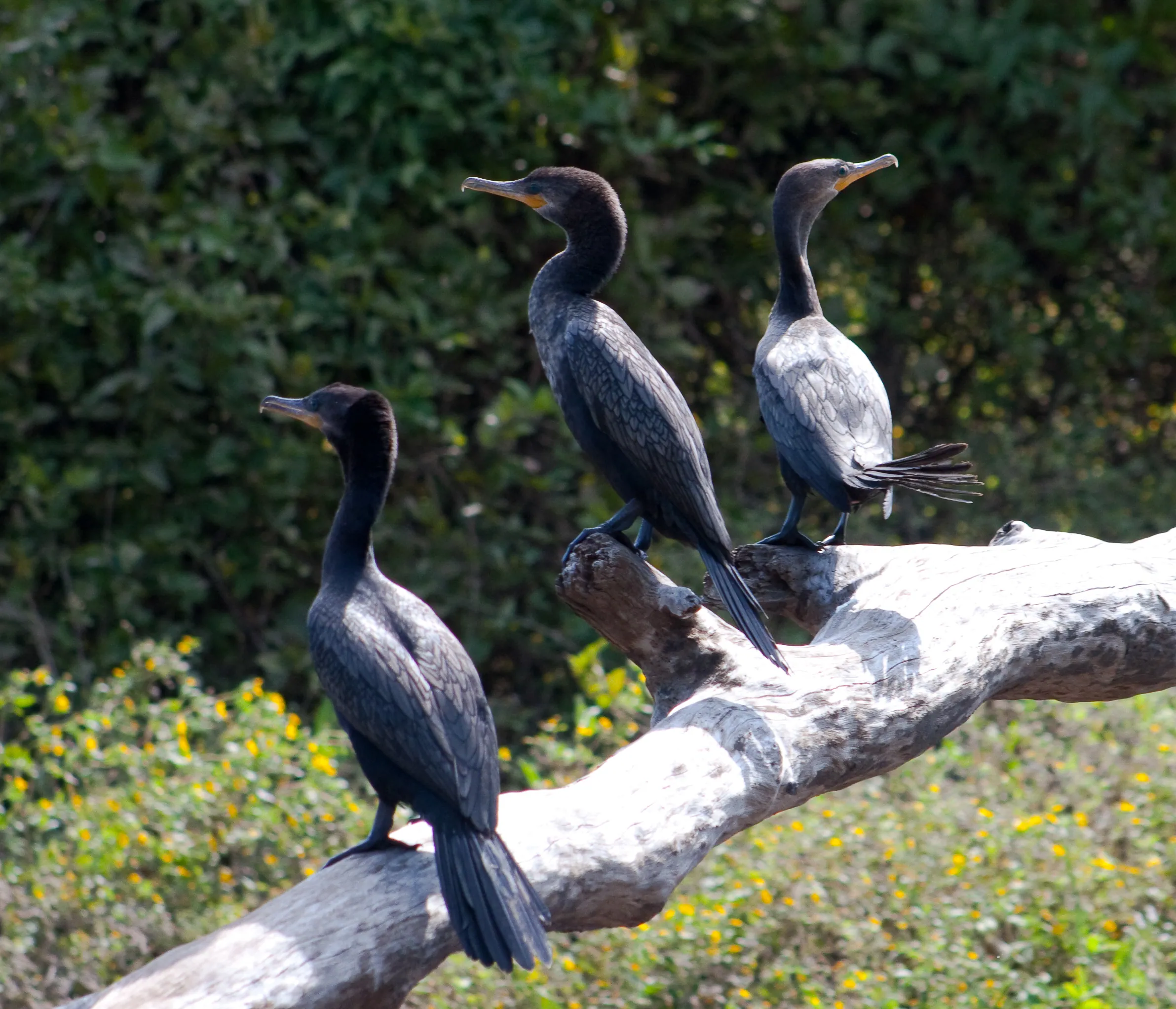 Neotropic Cormorants