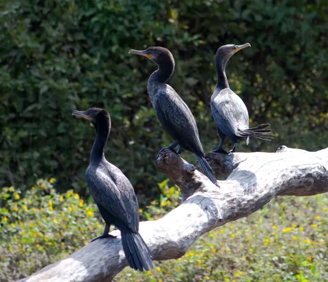 Neotropic Cormorants