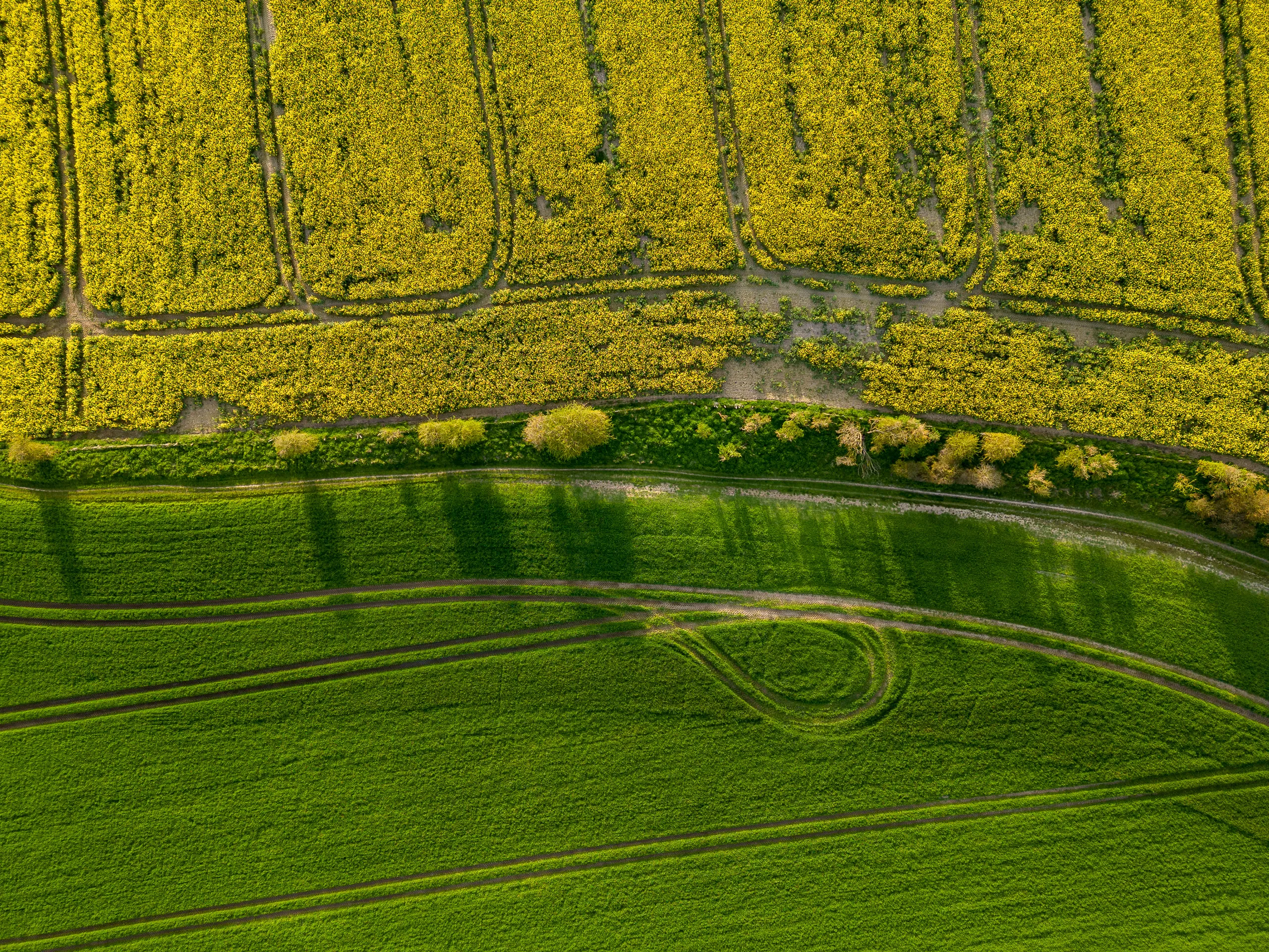 Ipsden Rape Fields, Oxfordshire