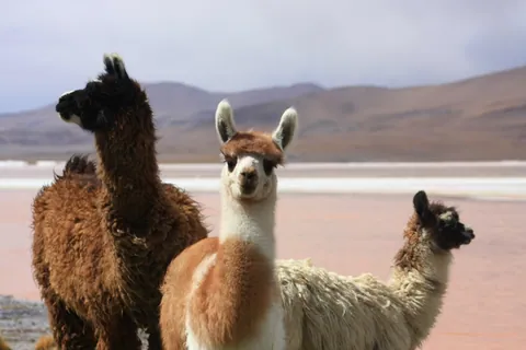 Lakeside Llamas