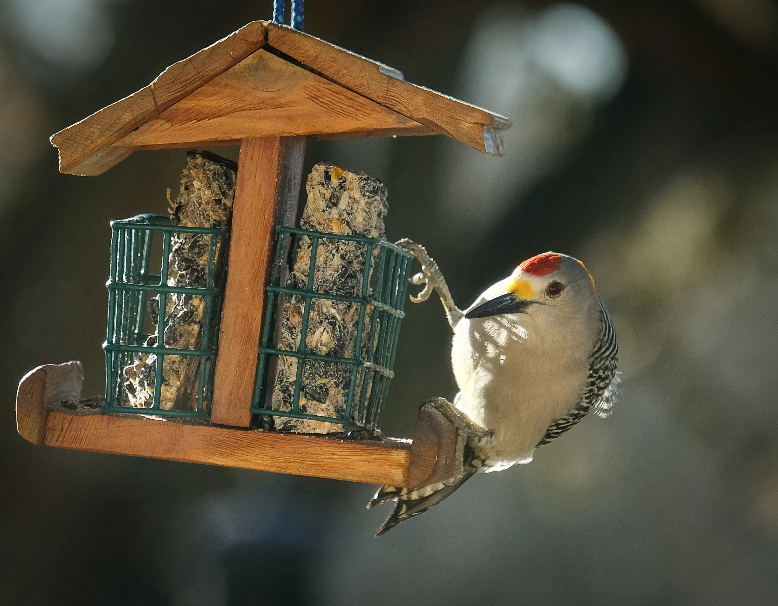 Golden-fronted Woodpecker