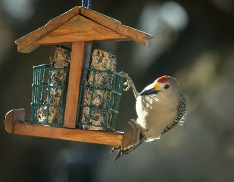 Golden-fronted Woodpecker