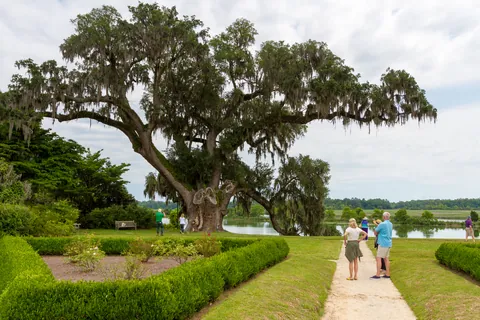 Live Oak, Middleton Place