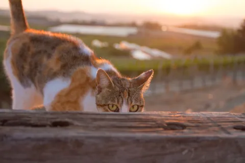 Sunrise visitor, Baglio San Nicola