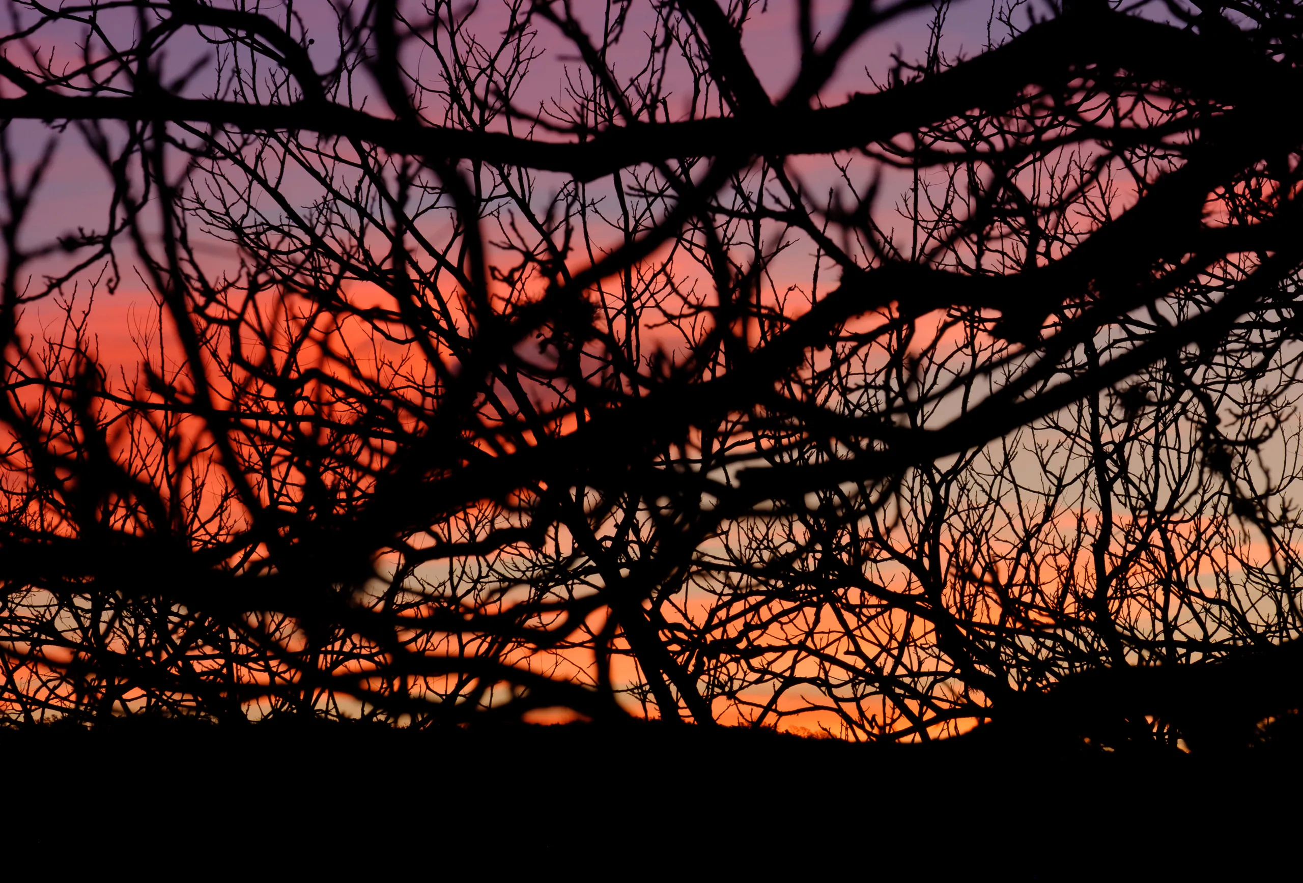 Sunrise through the trees, Canyon Wren Ranch