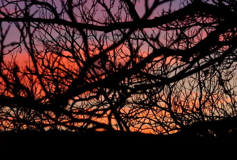 Sunrise through the trees, Canyon Wren Ranch