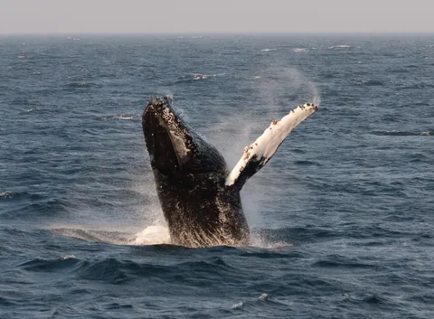Humpback Whale Breaching 2, Stellwagen Bank
