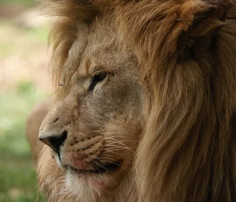 African Lion