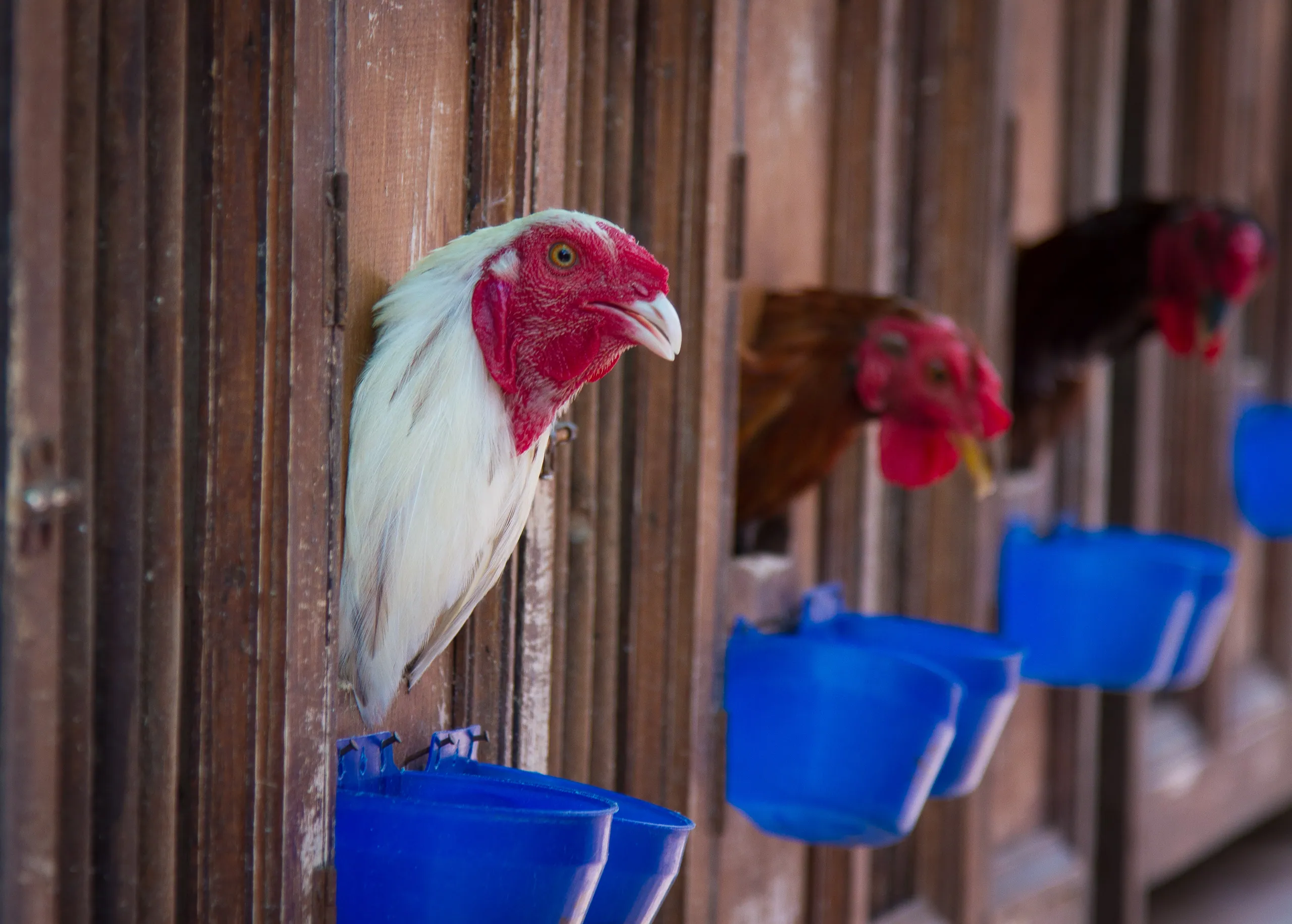 Chickens in Warung Ibu Oka, Ubud