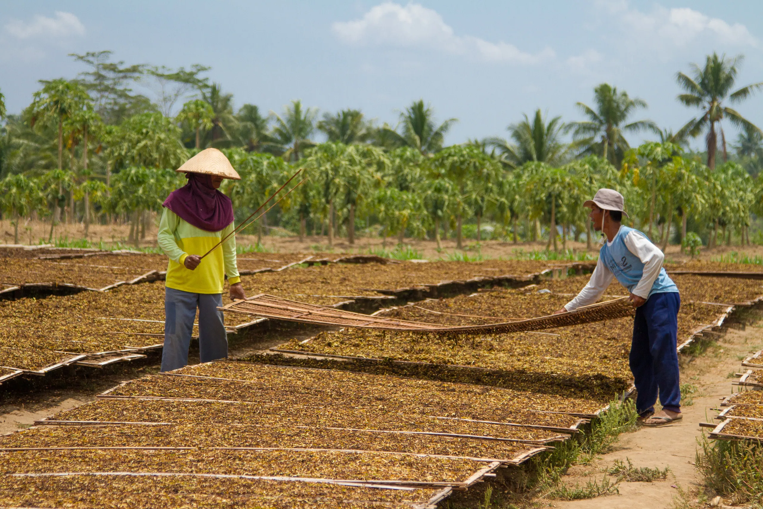 Drying Tobacco, Candirejo Village, Borobudur