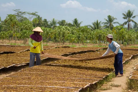 Drying Tobacco, Candirejo Village, Borobudur
