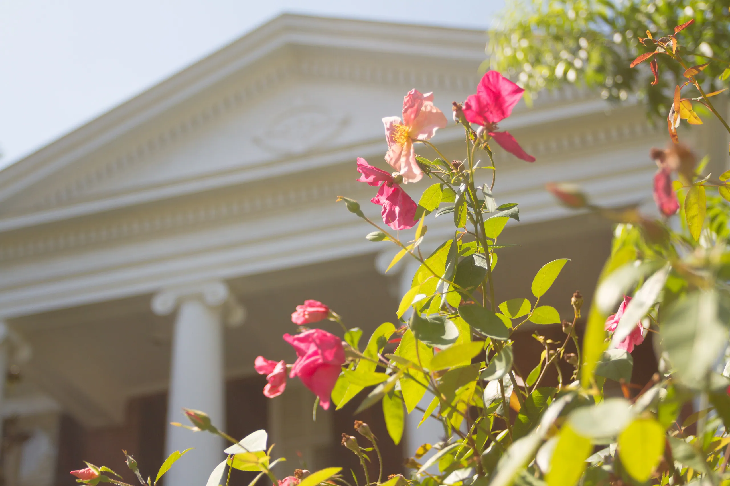 Charleston Summer