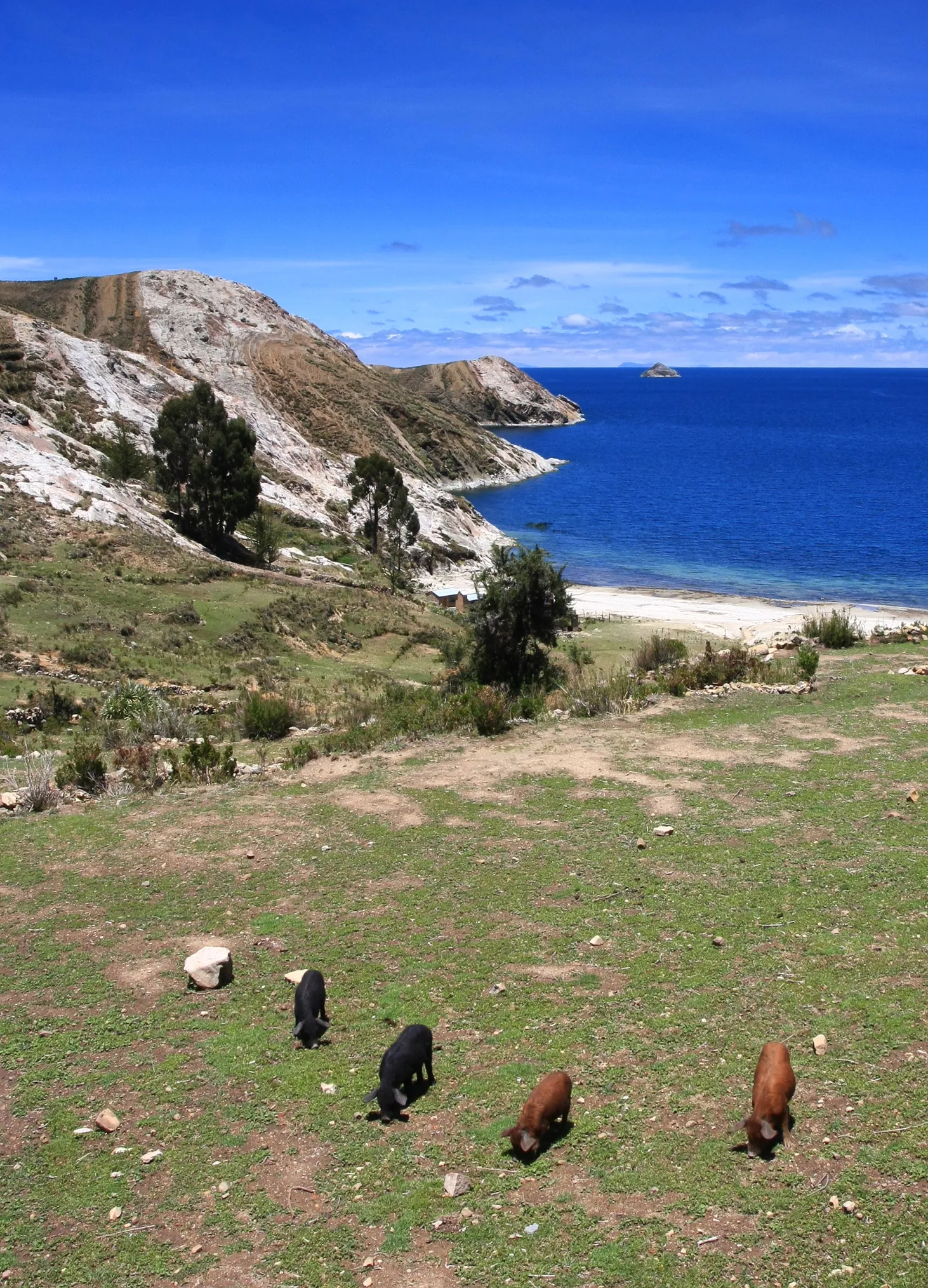 Piglets, Isla del Sol, Lake Titicaca