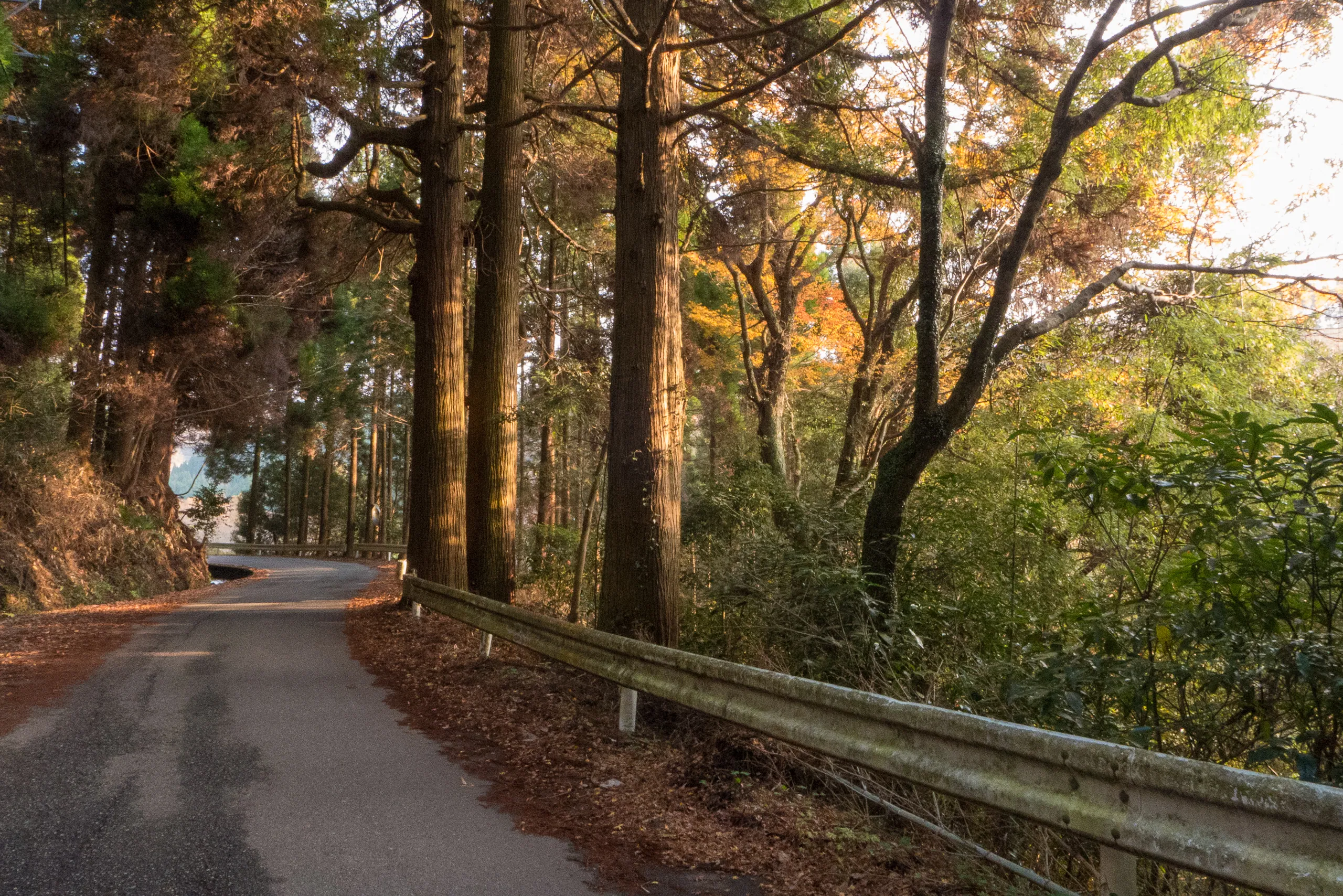Forest near Kurokawa