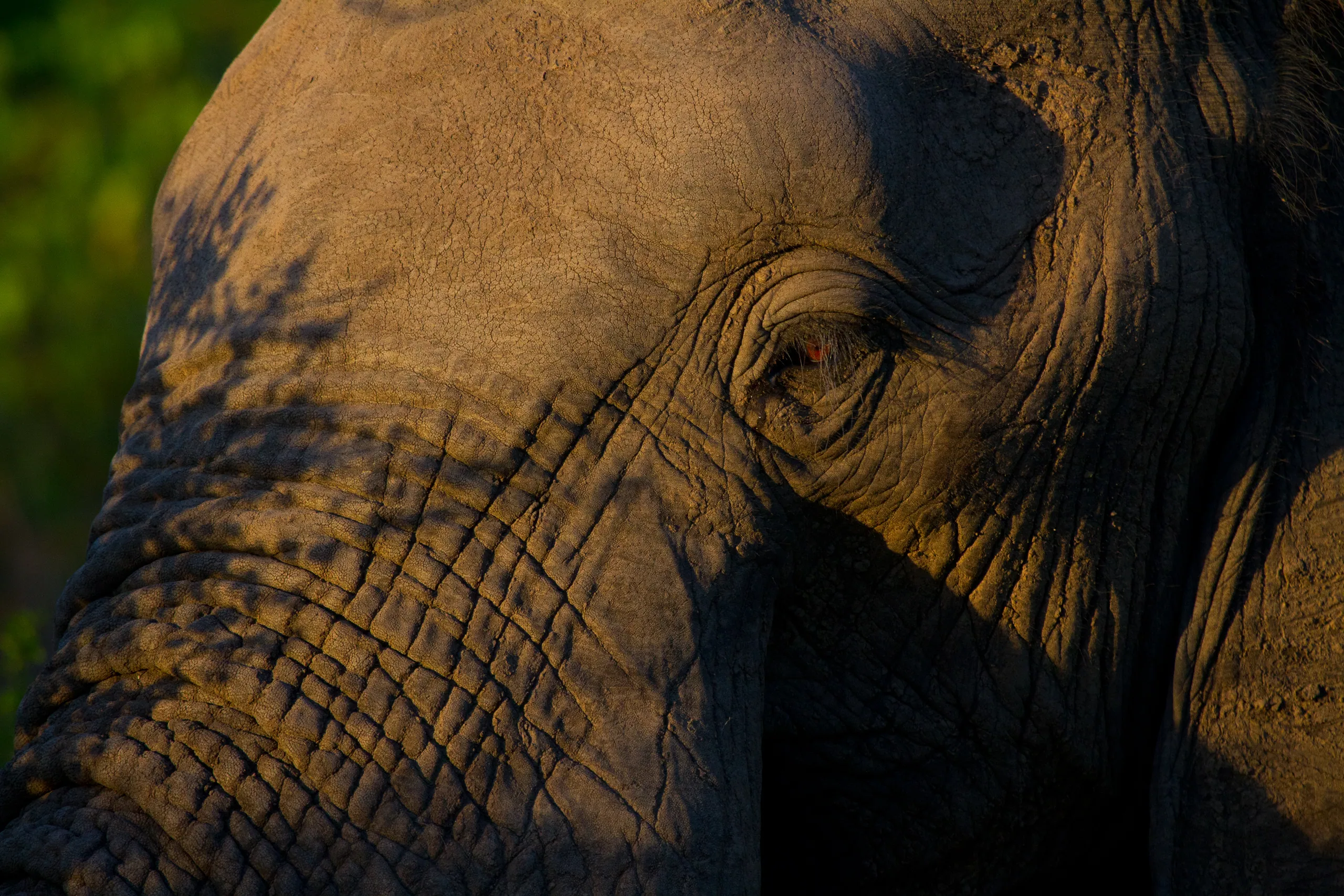 African Elephant Closeup