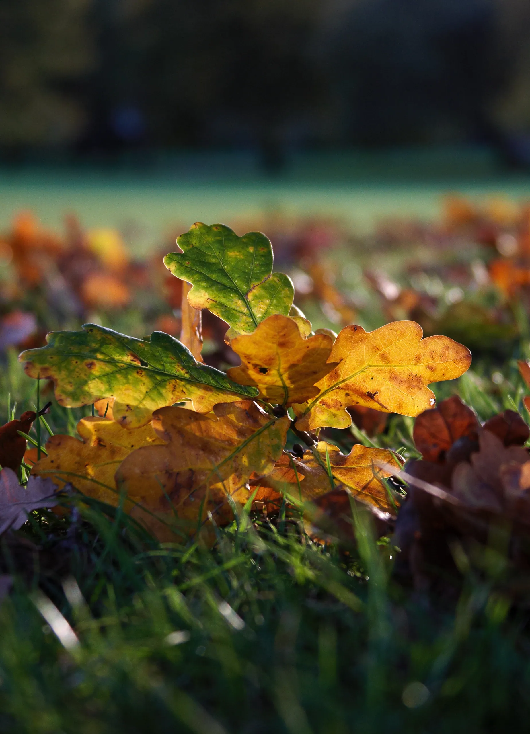 Autumn Leaves, Primrose Hill