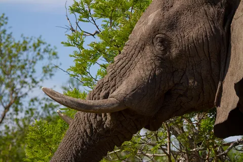 African Elephant Closeup