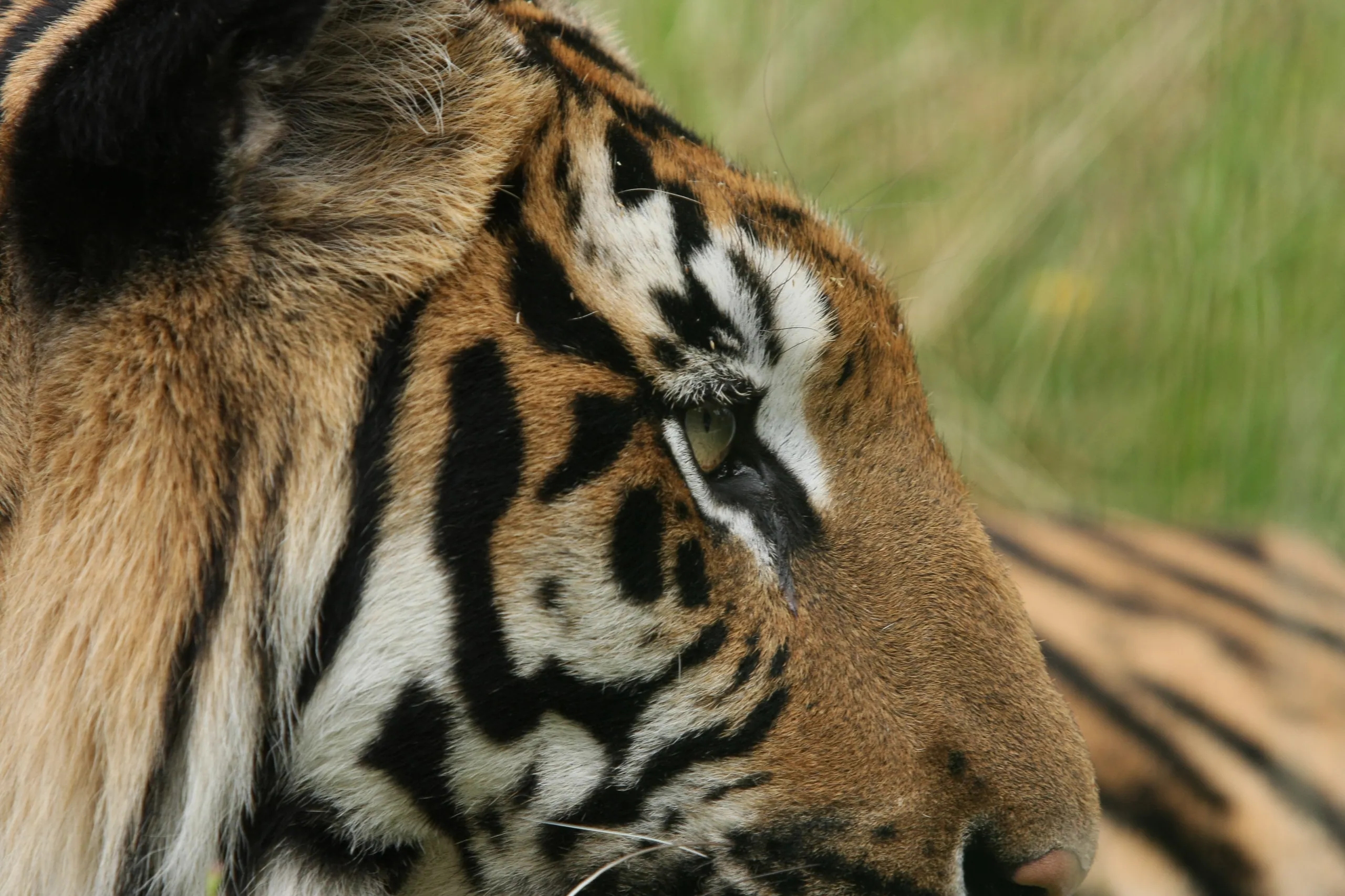 Tiger Life