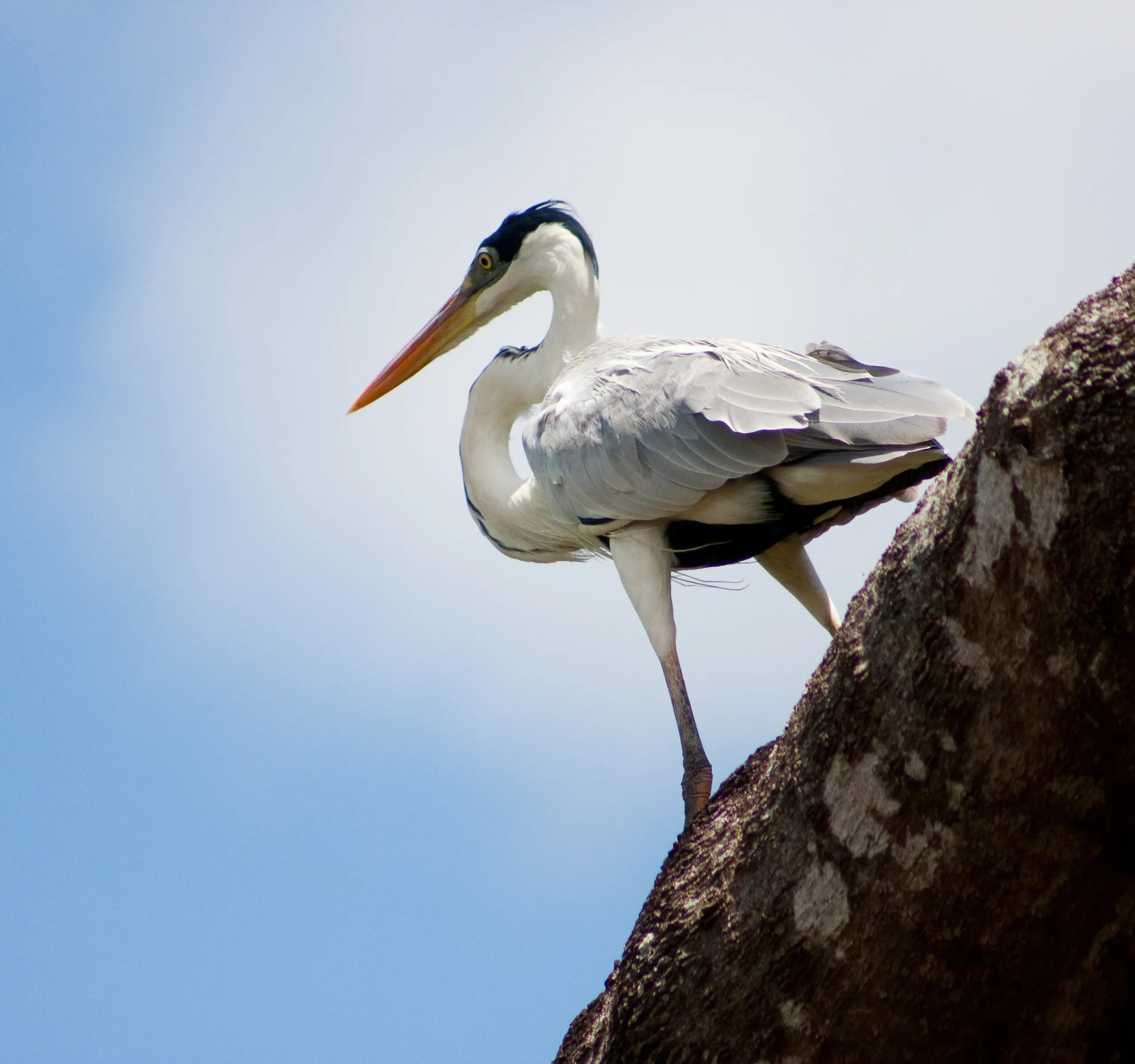 Cocoi Heron