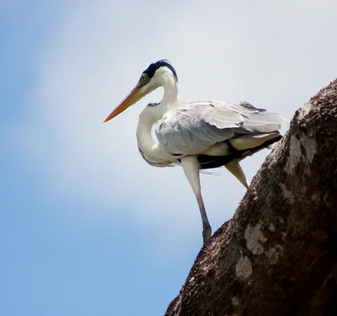 Cocoi Heron