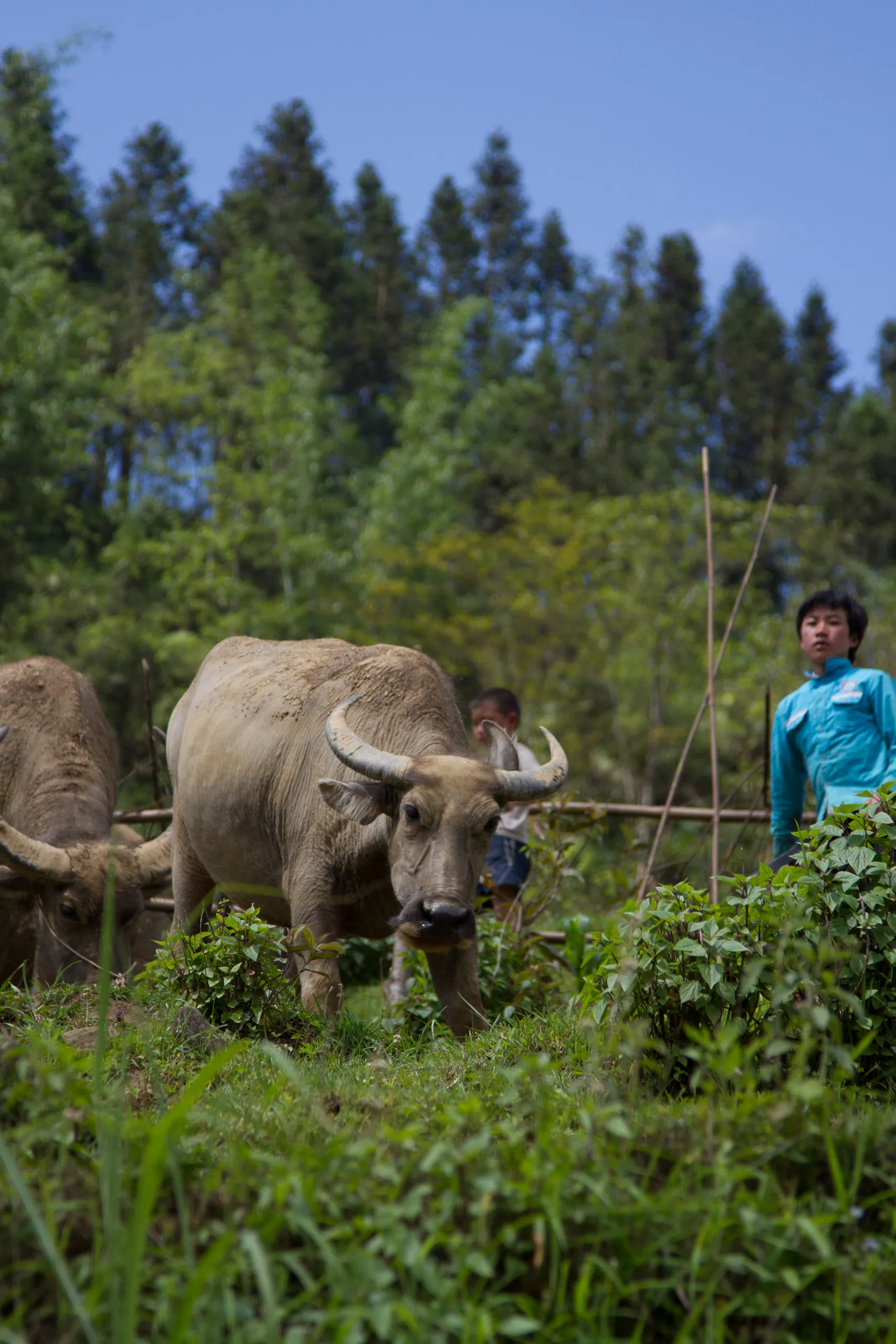 Water Buffalo at Work, Cat Cat, Sapa