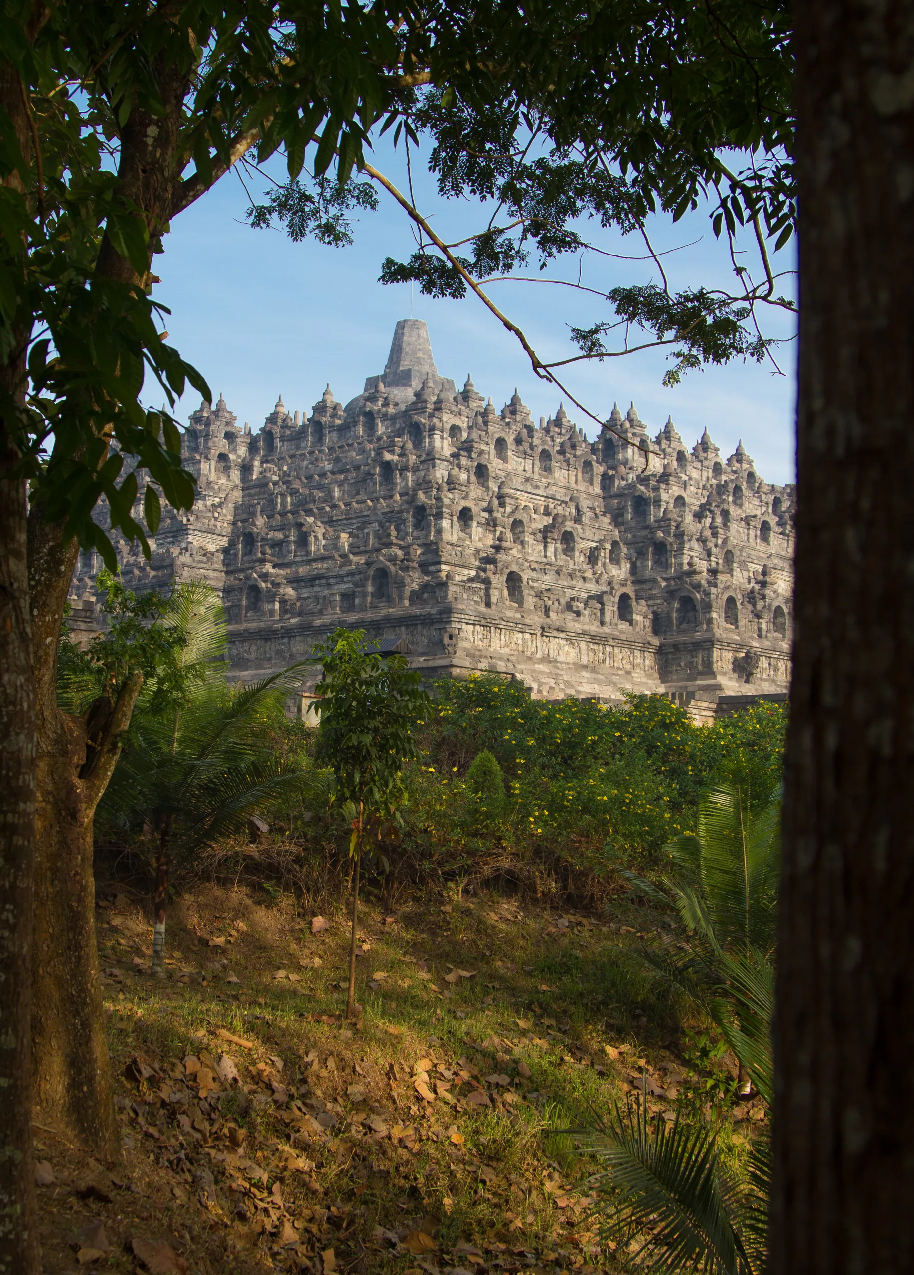 Borobudur Emerging From the Forest