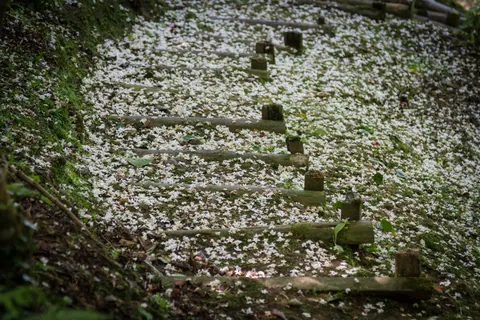 Blossom Fall, Docton Mill Gardens