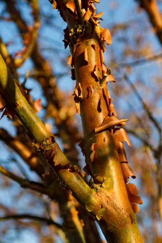 Winter Garden Detail at Anglesey Abbey