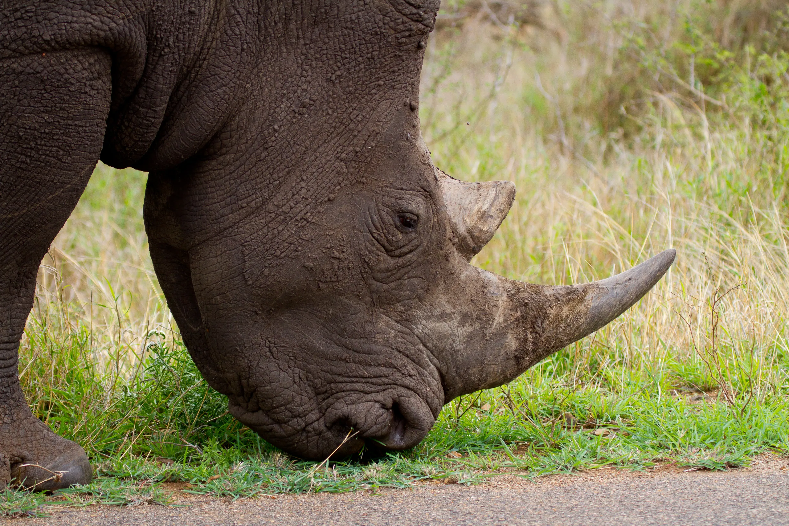 White Rhino
