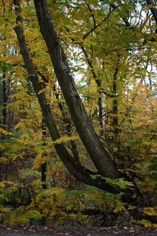 Autumn Colours in the Englischer Garten